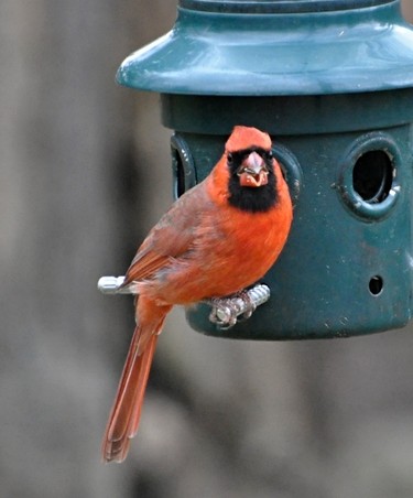 A beautiful Cardinal appeared at our Feeder looking for seeds