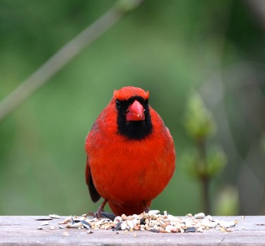 May and the Cardinals are back and looking good.