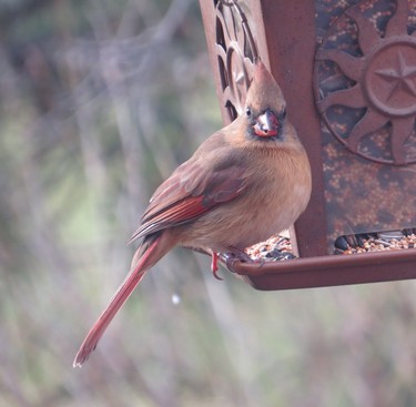 This Cardinal could not get enough food in her mouth. Taken from my kitchen window.