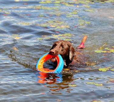 Spencer loves to cool off in the water and fetching his toy is part of the fun
