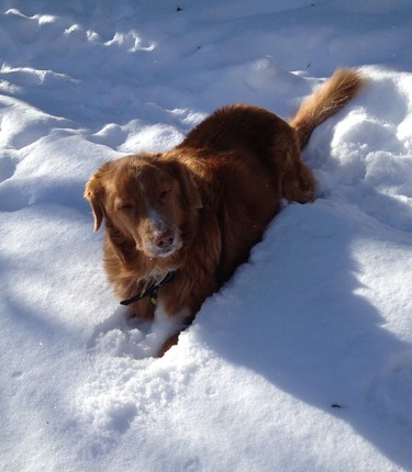 Cooper just loves hanging out in the snow!