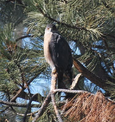 My 1st time sighting of a Coopers Hawk in my back yard. I first thought it was a broken branch until he moved his head.