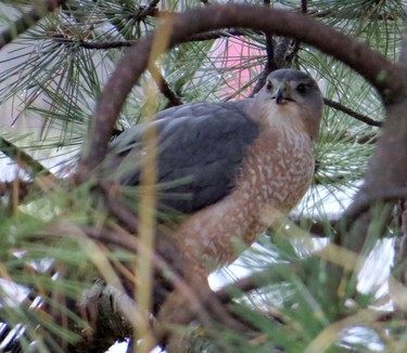 So nice to see him from my kitchen window.