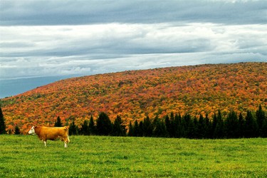 Perfect timing , fall splendour