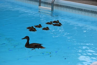 Are those... ? Ducks in our pool??