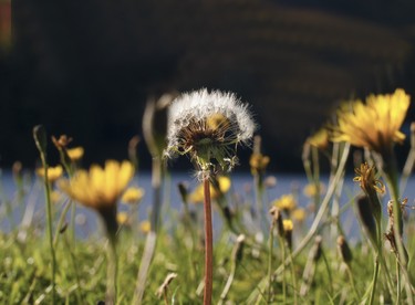 This dandelion is going to seed while others are still a vibrant yellow