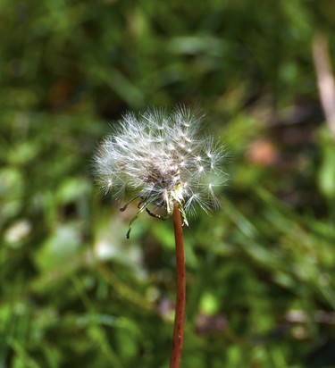 This dandelion is ready to spread its seeds.