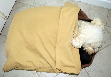 Riley decided that he was going to use this as a sleeping bag and not a bed cover. What a smart doggie.