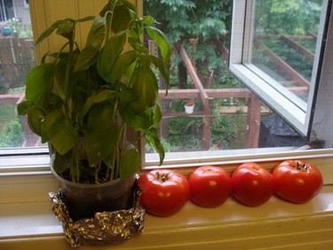 Our tomatoes ripening on the window sill in the kitchen.