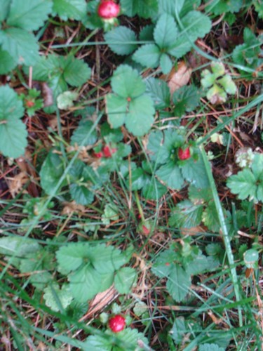 Wild strawberries are growing on our lawn.
