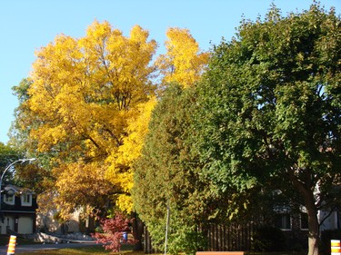 Tree across my house in Beaconsfield.