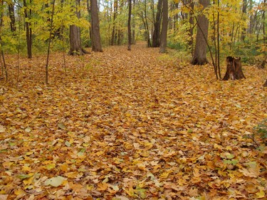 Thick Carpet of Leaves