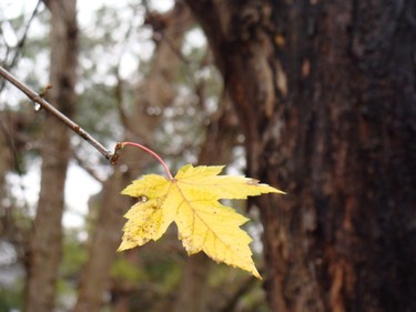 One of the last Maple Leaves on my tree.