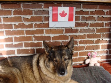 The Canadian flag - the Maple Leaf - above my dog Lalou's bed.