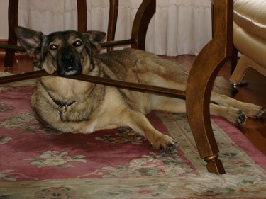 Lalou relaxing under the coffee table.