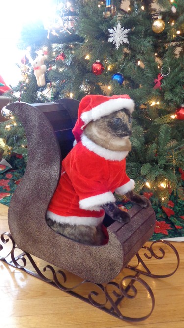 Minnie getting into the holiday spirit, while keeping her eyes on the kitty treats being offered to her.