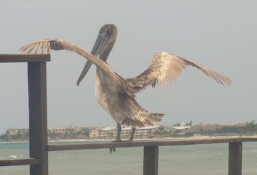 Pelican near the beach in Mexico.