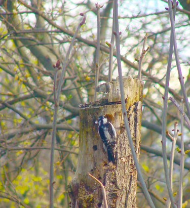 Woodpecker on our tree.