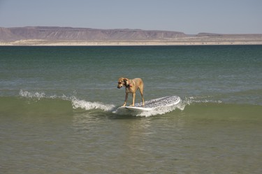 Learning to surf is difficult. Being a surffing mutt is priceless.