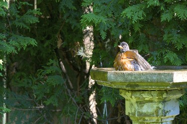 We have to think about our feathered friends during extended heat waves. Keeping the birdbath filled with fresh cool water helps them cope. We enjoy watching the many varieties of birds that visit our backyard to enjoy a brief cool down.