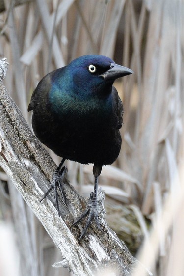 Common Grackle in the reeds at Ile Bizard nature park.