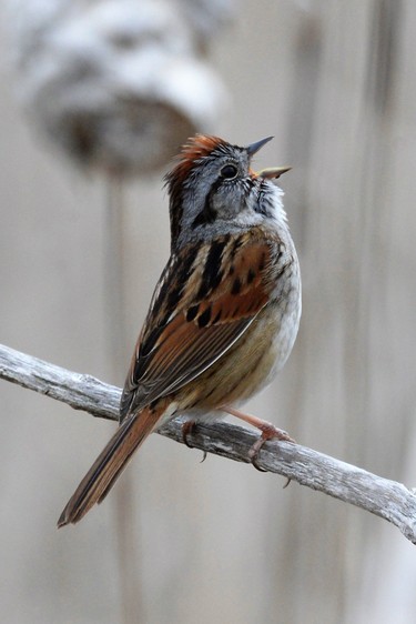 Swamp Sparrow singing in Ile Bizard nature park