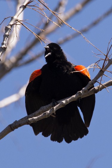 Red-winged Blackbird calling in Centennial Park