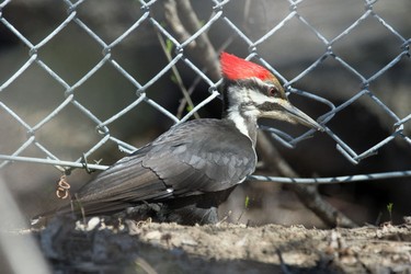 Pileated Woodpecker looking at fence in Centennial Park