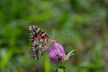 Chasing butterflies.