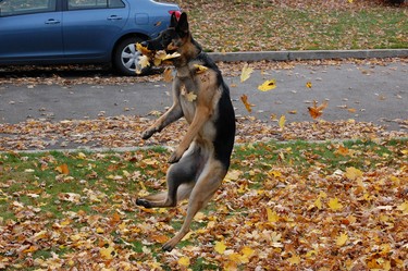 Onyx enjoying catching the leaves.