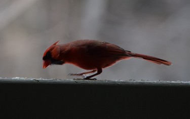 I caught this cardinal eating on the railing of our condo in Smugglers' Notch resort during March break.