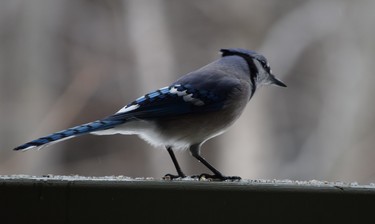After the cardinal left, this blue jay showed up at Smugglers' Notch condo.