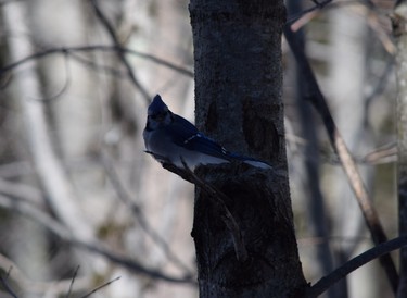 Blue Jay on perch in Vermont during March break.