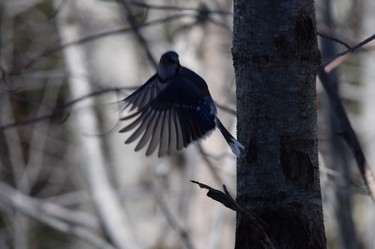 Blue Jay taking flight in woods outside Smugglers' Notch condo during March break.