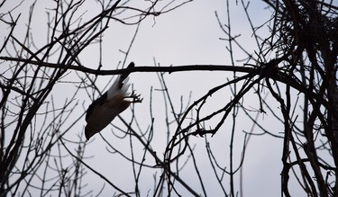 Cooper Hawk diving from tree branch behind our home in Valois.