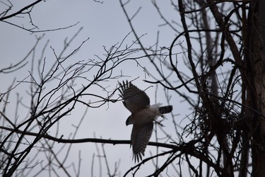 Cooper Hawk caught flying out of newly built nest in Valois.