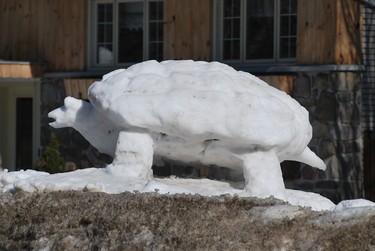 Someone took the time to make this snow turtle so close to spring. It is slowly melting.