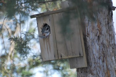 I guess someone else has overtaken the birdhouse. Smart squirrel.