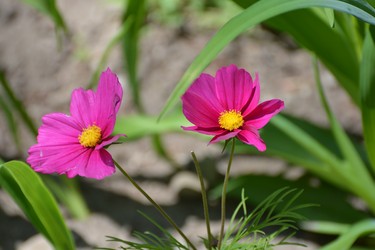 Two beautiful pink cosmos on a green bokeh background.