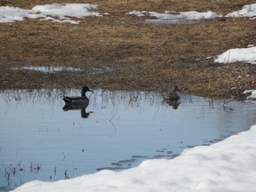 Ducks at Angell Woods.
