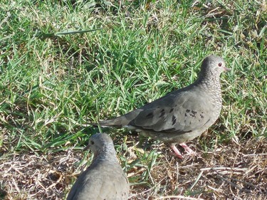 Doves in my backyard.