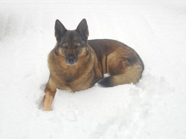 My dog Lalou loves the snow.