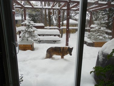 View from our family room onto the patio where Lalou is checking out the new snow.