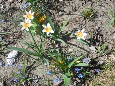 Nice May flowers.