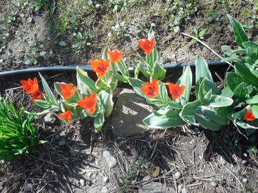 First tulips in my backyard.