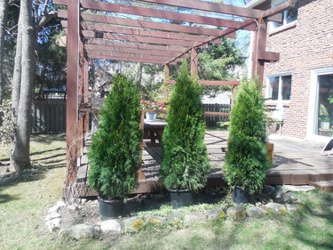 New cedars to be planted since all the old ones died last year for some reason after more than 30 years.