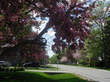 Nice weather made all the trees bloom in my neighborhood.