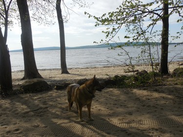 Lalou enjoys going for a walk and swim at Cap St. Jacques in this warm weather.
