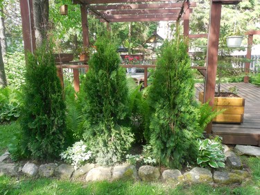 I planted new Cedars next to the Patio.