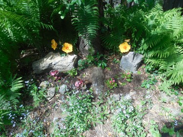 My little rock garden.